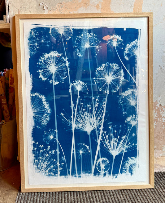 Cyanotype Print - 'All the alliums' - framed
