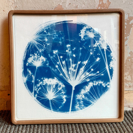 Cyanotype Print of allium - framed
