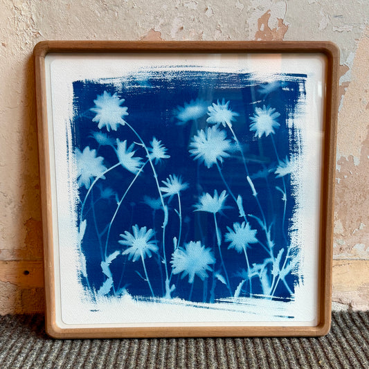 Cyanotype Print of Ox Eye daisies - framed