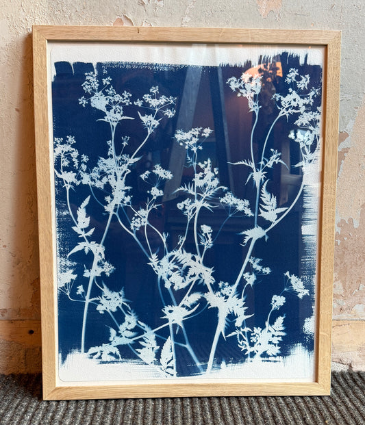 Cyanotype Print of cow parsley stems - framed - 43x53cm