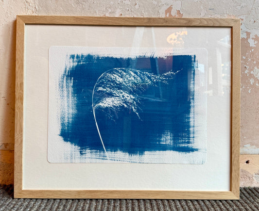 Cyanotype Print of reed - framed - 43x53cm