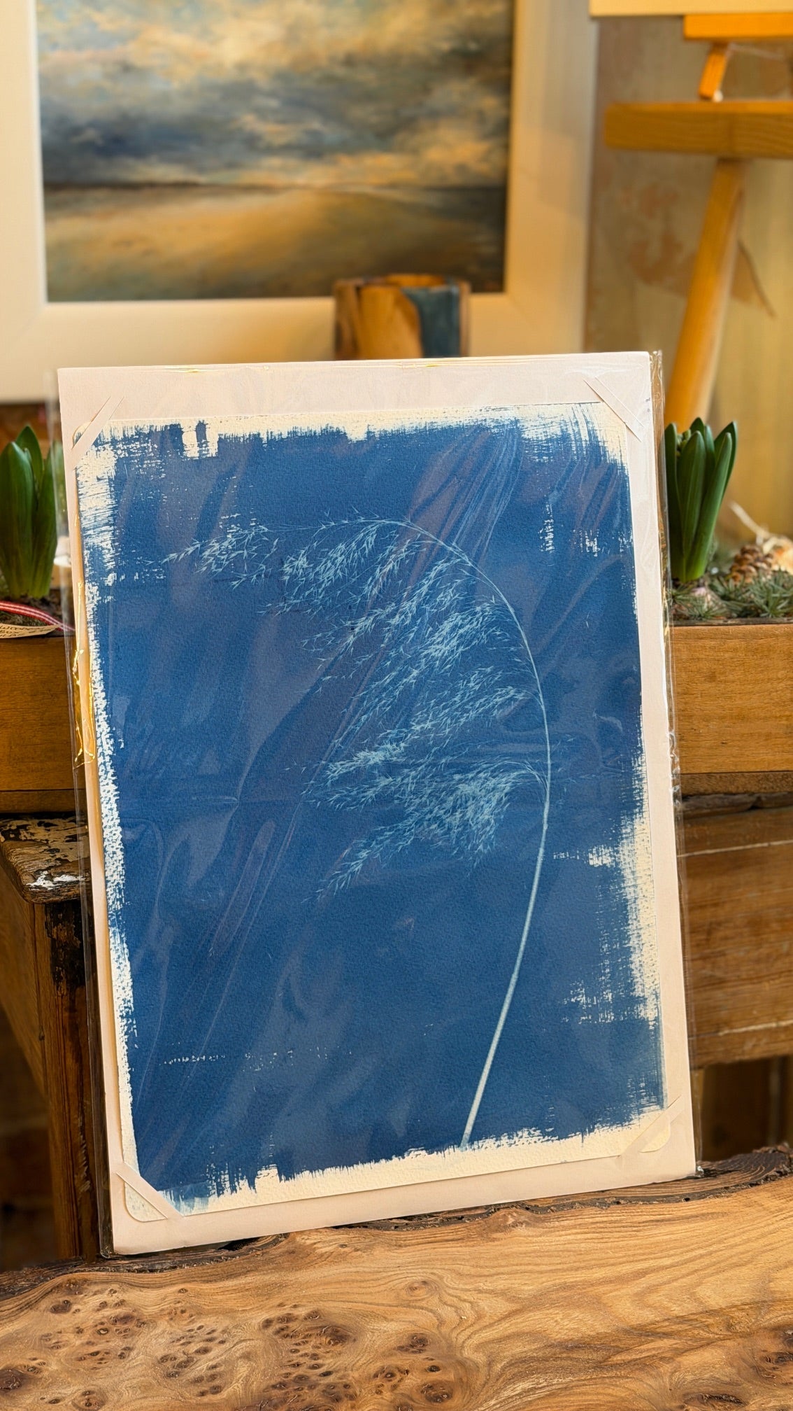 Cyanotype prints (various) 28x38cm