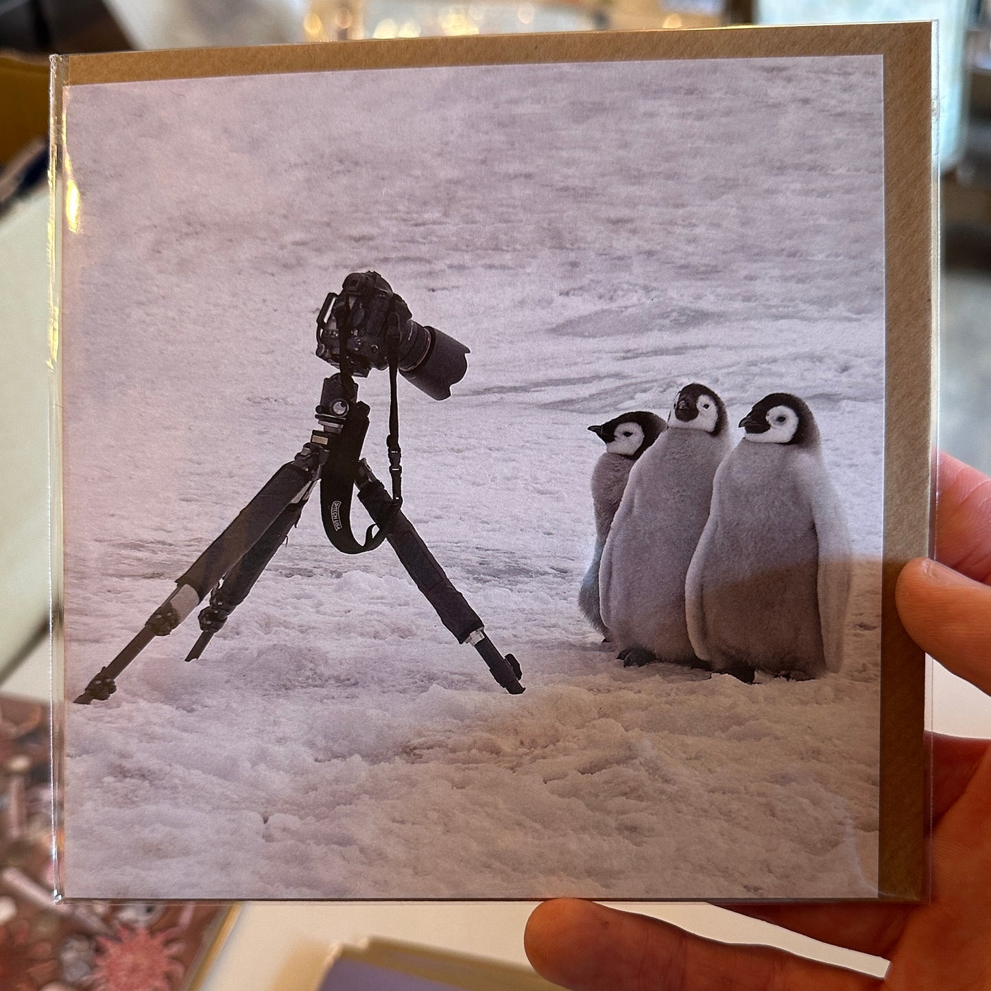 Roger Tidman's Norfolk wildlife greeting cards