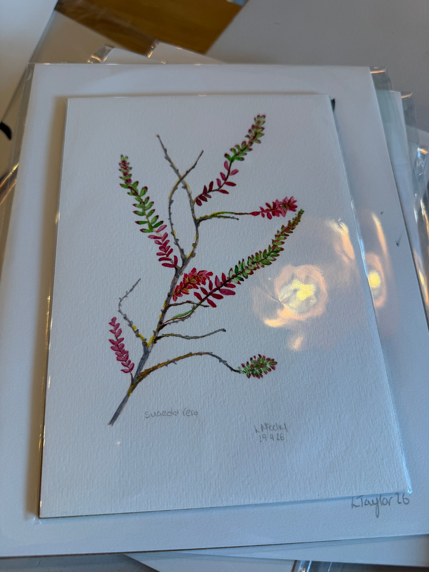 Norfolk Coastal Flora Series - Watercolour A5 - original artwork