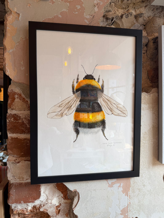 White Tailed Bumblebee-Original Watercolour Painting-Framed