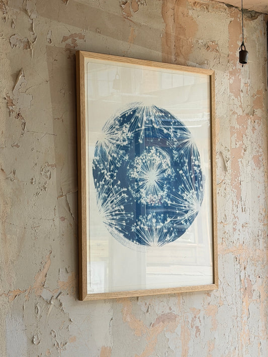 Cyanotype Print of Allium View Framed 50x70cm