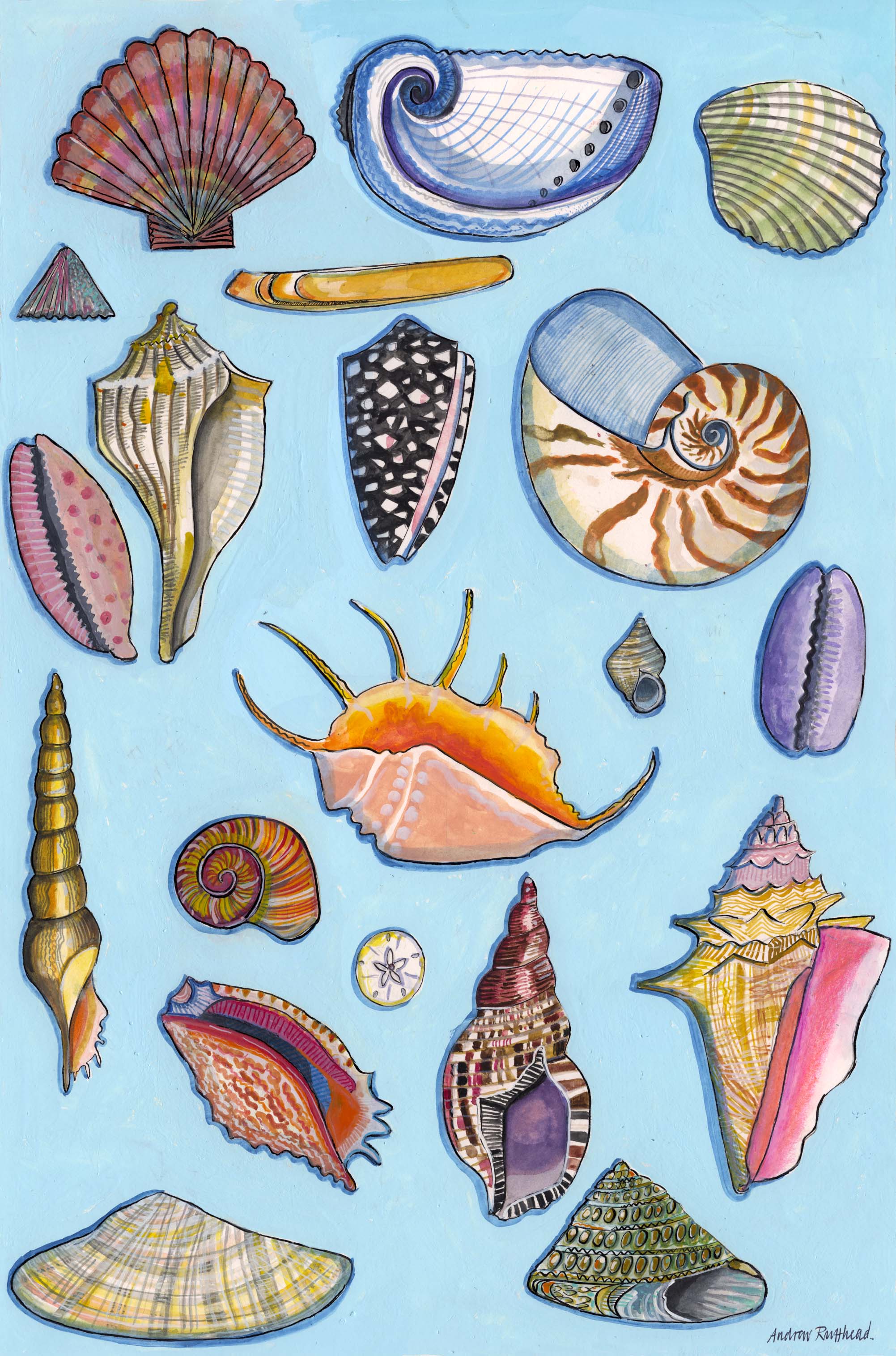 Print Lab Shells Shells Blue Giclee Print – MAKE HOLT