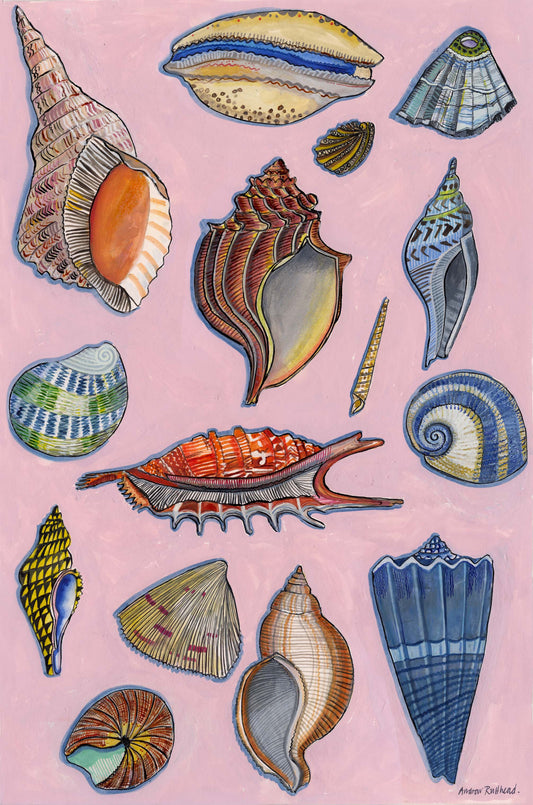 Shells Pink Giclee Print