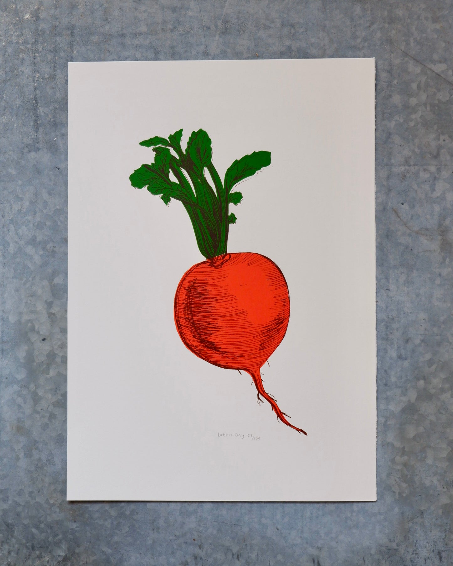 A2 Orange Swede screen print lottie day illustrations nature vegetable art gardening