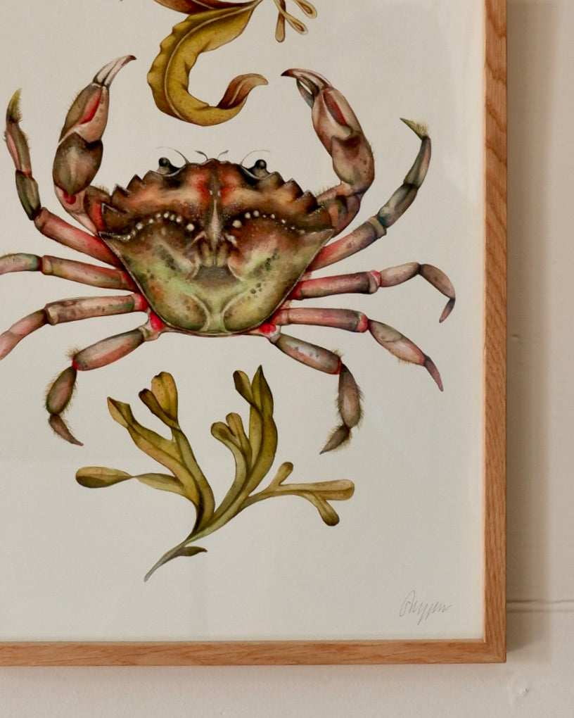 Blackeney Shore Crab - framed A3 print sophie myers artwork seaside watercolour fish wildlife print