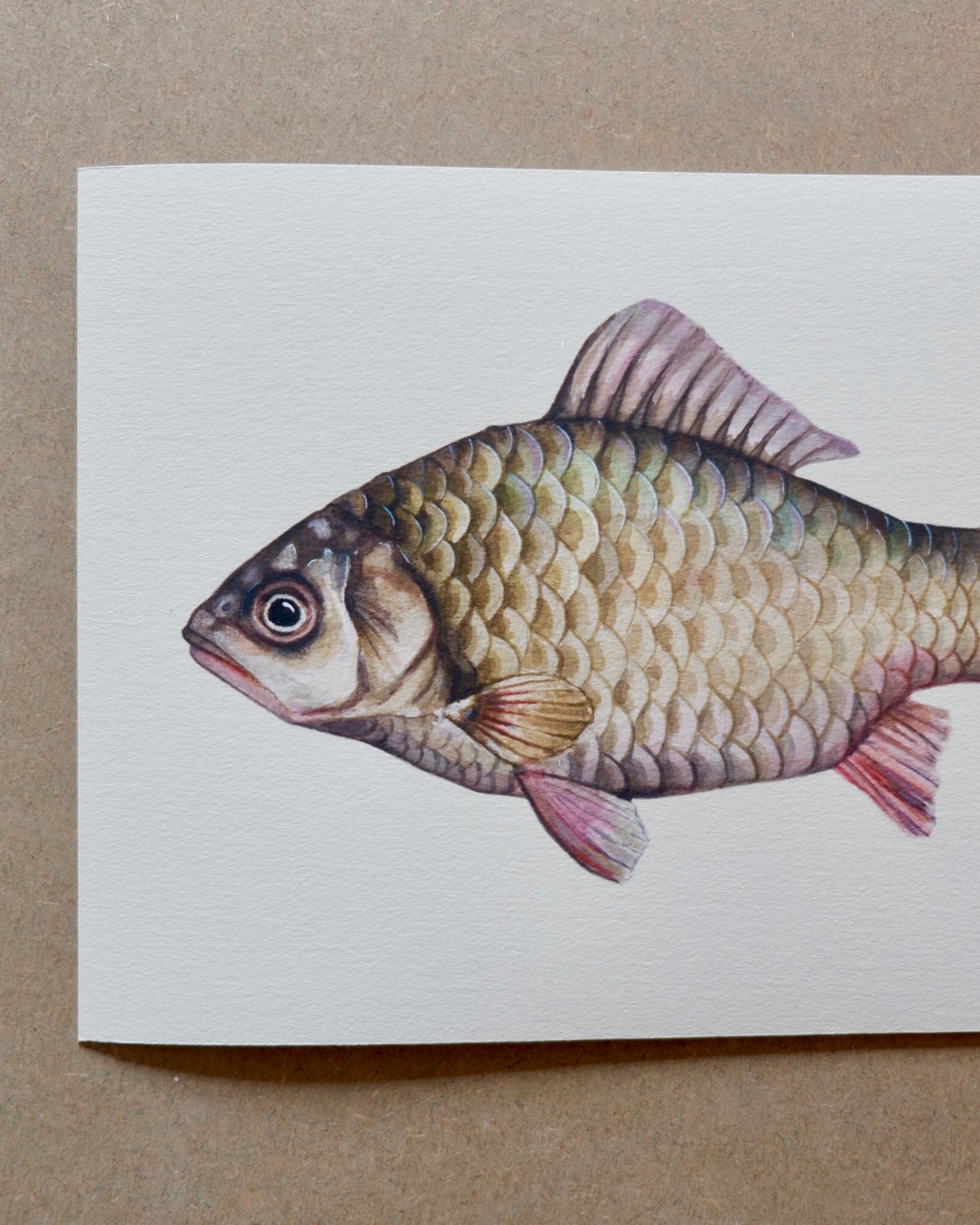 Crucian Carp - A4 print sophie myers artwork seaside watercolour fish wildlife print
