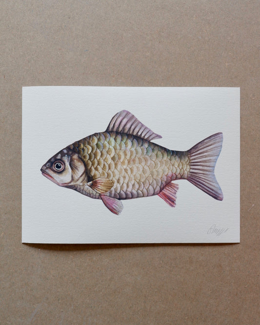 Crucian Carp - A4 print sophie myers artwork seaside watercolour fish wildlife print