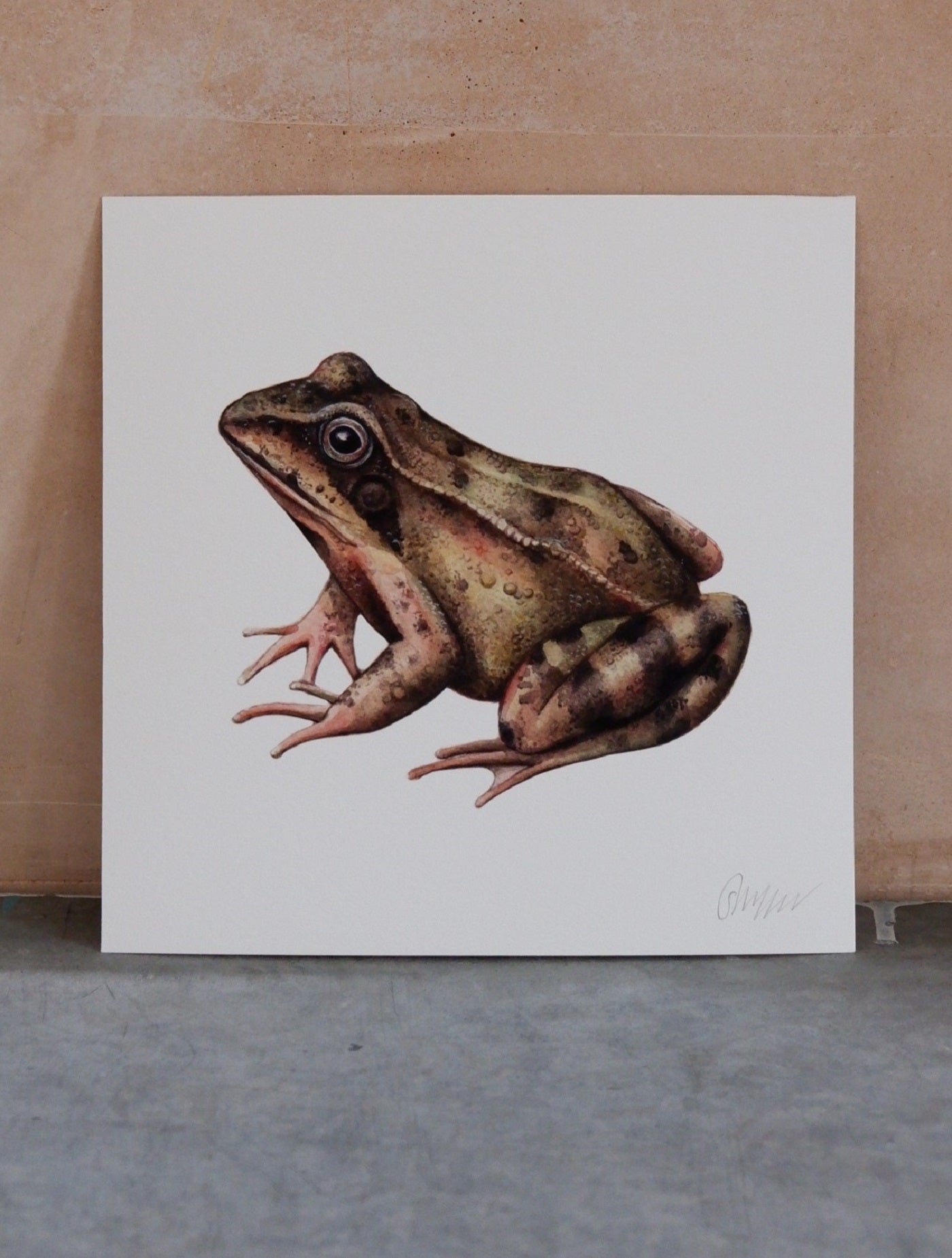 Sophie Myers Common Frog