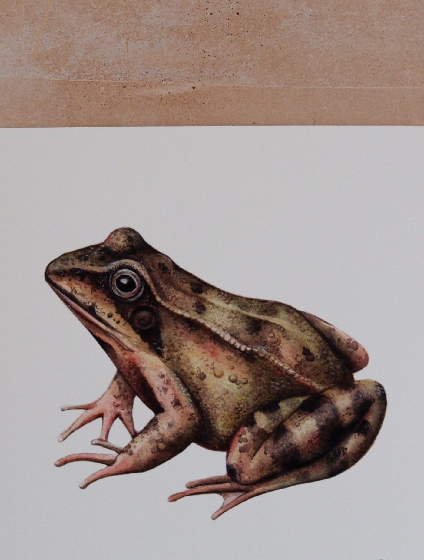 Sophie Myers Common Frog