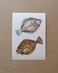 Flatfish - A4 print sophie myers artwork seaside watercolour fish wildlife print