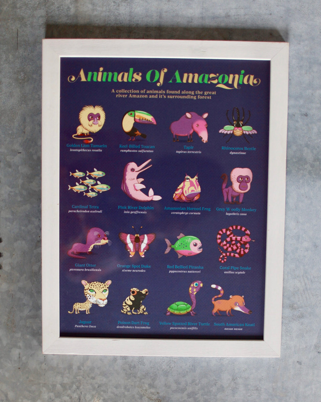Andy Ward Illustration - Animals of Amazonia print
