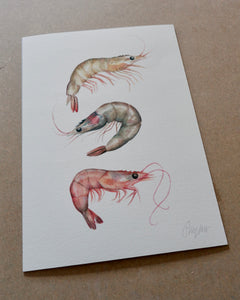 Prawns & Shrimp - A4 print sophie myers artwork seaside watercolour fish wildlife print